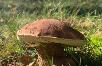 LEŚNA REZYDENCJa - Foto 53