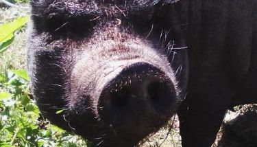 La Ferme du Manoir Etretat - Foto 2