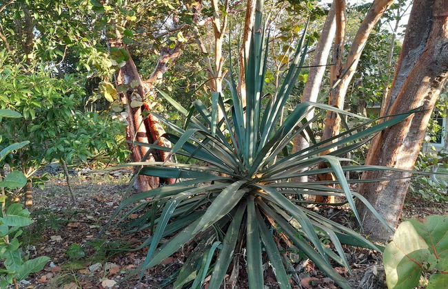 Adderley's Motel - Foto 6