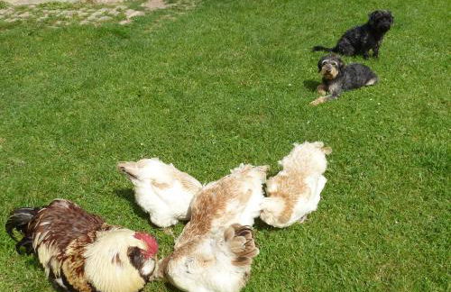 FeWo Gutendorf - Photo 38