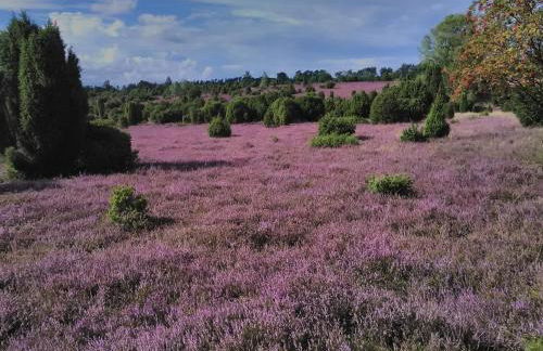 Heidehof Carstens - Ferienwohnung Kornblume - Foto 13