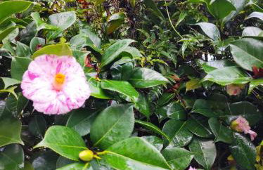 Casa do Alto (ground floor apartment) - Foto 64