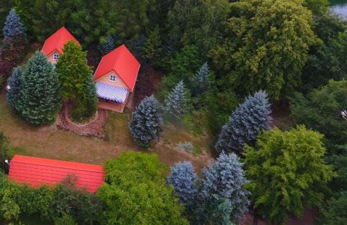 Kwiat Paproci - Foto 16