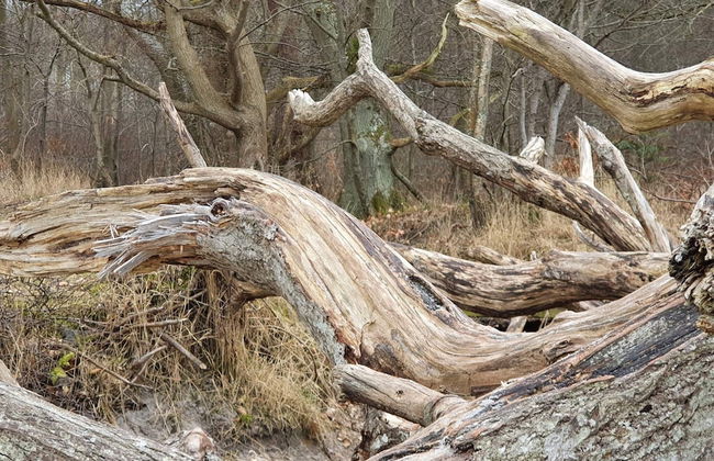 8 Person Holiday Home in Asnaes-by Traum - Photo 5