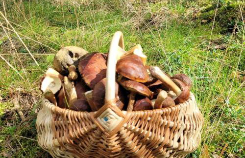 Leśna Kryjówka domki w lesie - Foto 40