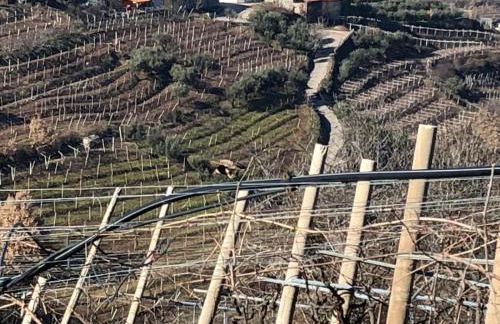 Agriturismo la Preara - Foto 4