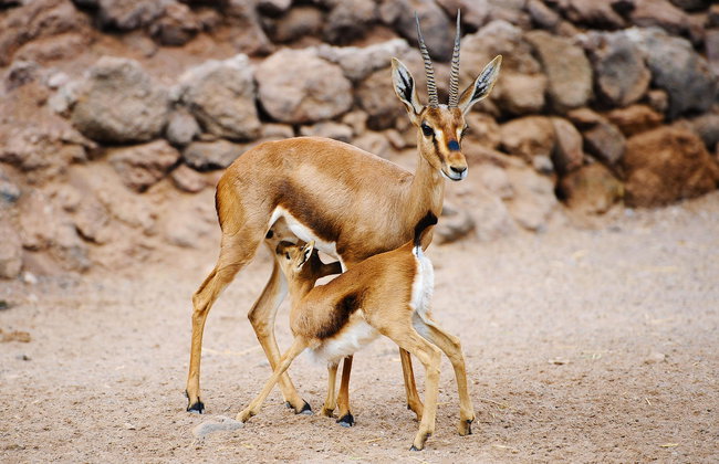 Oasis Wildlife Fuerteventura - Foto 7