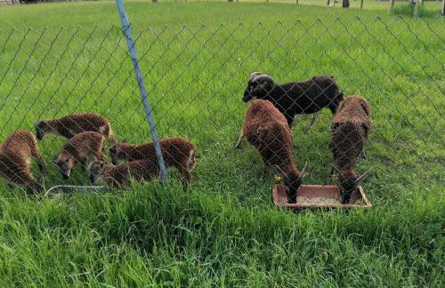 Ferienhaus Putzke - Foto 35