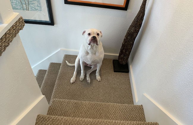 Bodhi's BumGalow - Photo 20