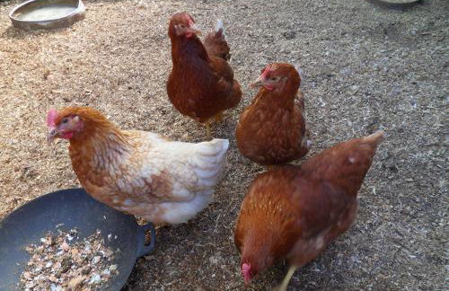 Ferienhaus von Bargen - Foto 34