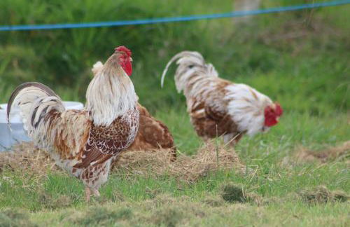 Dartmoor Reach Alpaca Farm - Foto 84