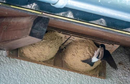 Historisches Ferienhaus "Schwalbennest" mit Eseln - Photo 34