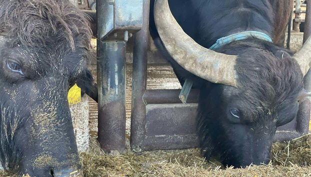 Paestum Cheese Factory Visit - Foto 3