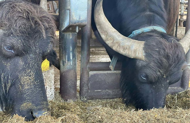 Visite d'une fromagerie à Paestum - Photo 3