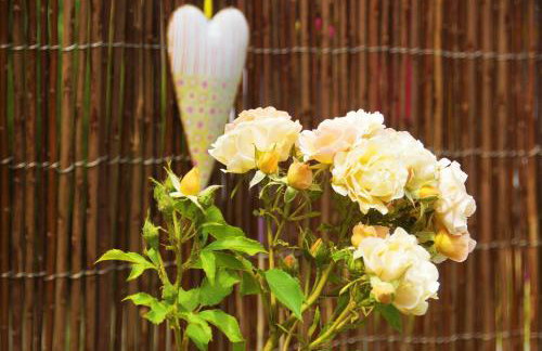 Sunčani Apartments - Foto 15