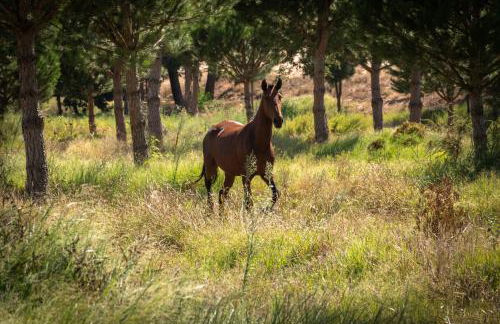 Casas da Horta - Photo 46