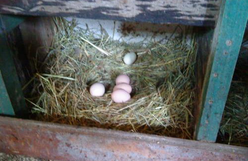 Ferienwohnung am Storchennest - Foto 20