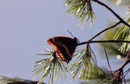 Monte Sardinha - Foto 94