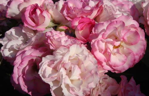 Villa Iolanda-Sive Natura Wine&House - Foto 15