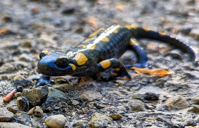 Korona Bieszczad Premium Apartments - Foto 69