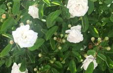 Appartement 100m2, indépendant dans notre maison - Foto 13