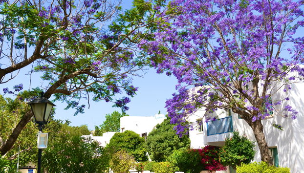 Paphos Gardens Holiday Resort - Foto 2