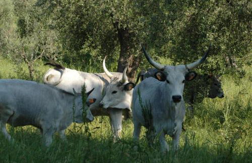 Az Agrituristica Bio Le Macchie Alte - Foto 53