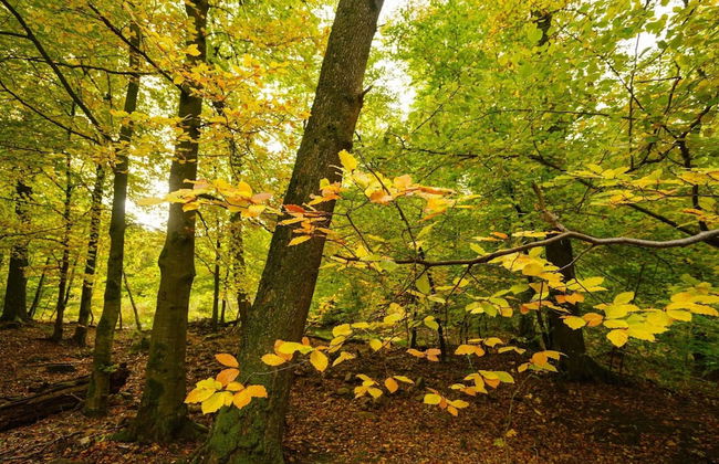 Peaceful Holiday Home - Foto 61