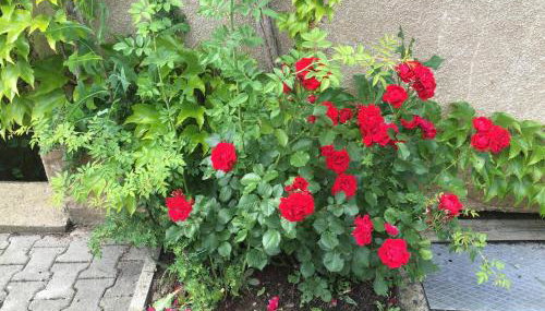 Apartment Gosberg - 90qm - Foto 3