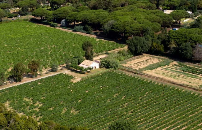 Visite privée dans un domaine viticole à Saint-Tropez + Dégustation - Photo 1