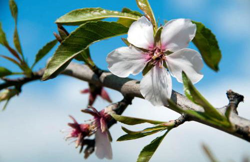 Quaint & Peaceful Barcelos Villa 3 Bedrooms Villa Mycenaean Private Pool - Foto 21