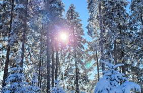 FeWo Gretel Schönwald - Foto 26