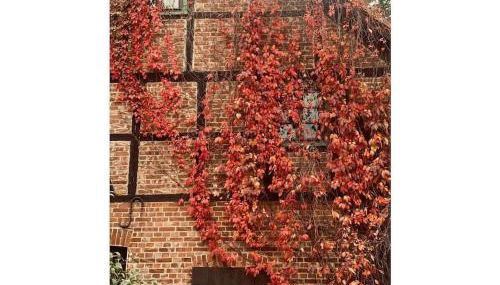 2 bedroom cabin - Foto 3, Other