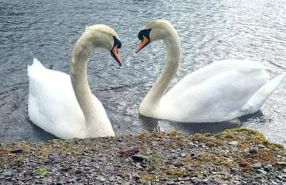 Cosy Hideaway Lodge in Glan Gwna - Photo 21