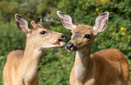 Tenmile Lakeview Hideaway - Foto 24