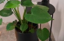 FeWo Zieger - Urlaub in Franken - Foto 44