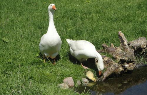 Sonnige Wohnung im Waldgebiet - Foto 19