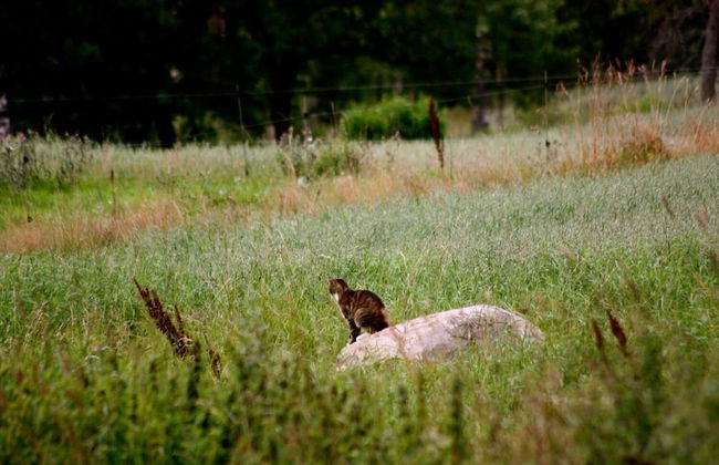 Grönelid Gård - Foto 27