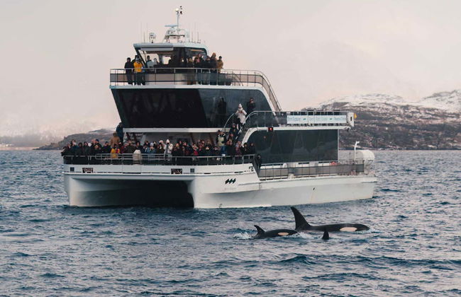 Whale Watching Fjord Cruise - Foto 7