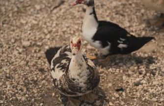 Casa di Voz Suites complex & free gym services by "elite" - Foto 26