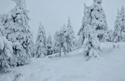 Lesne Domki VIP - Foto 48