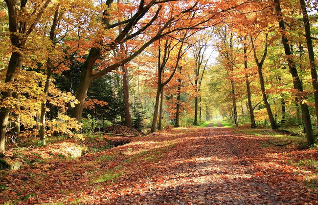 Rural Holiday Home With Terrace - Foto 24