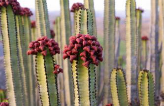 Villa Salobre Master and Sun - Foto 18