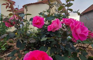 Refúgio do Nevoeiro Estudio - Foto 14