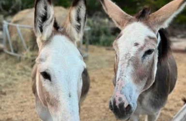 Relaxing Ranch Friendly Animals Modern Stay Cabin 1 - Foto 21