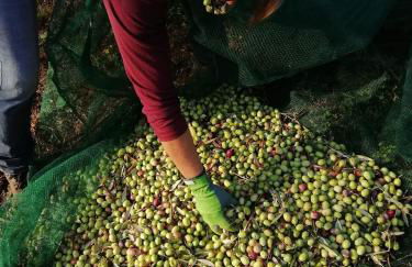 Agriturismo Alla Vecchia Quercia - Foto 70