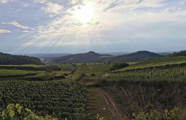 Holiday Apartment Kromer - Foto 15