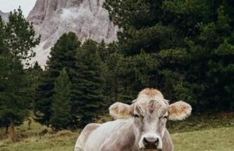 NEU FeWo Rottachblick - Foto 42