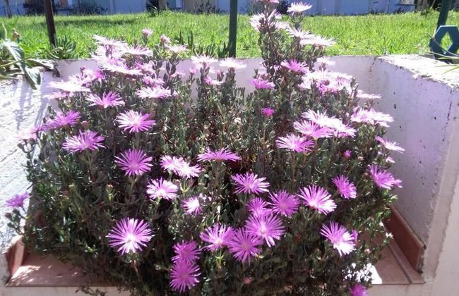 Maison Alighieri Oasi Verde - Photo 40