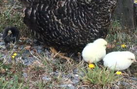 GÎTE Les Buis - Foto 19